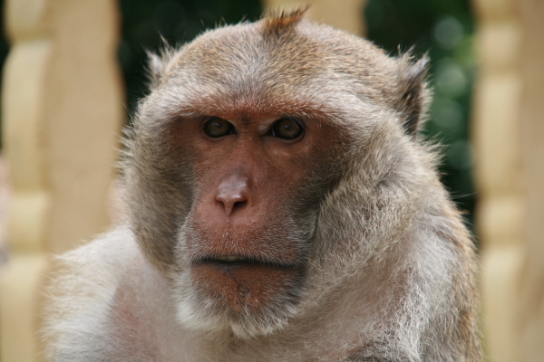 naughty macaque.JPG